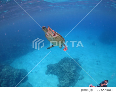 アオウミガメ ウミガメ カメ カメと泳ぐ 沖縄の海 沖縄で亀 スキューバダイビング 慶良間諸島 アオウミガメ ウミガメ カメ カメと泳ぐ 沖縄の海 沖縄で亀 スキューバダイビング 慶良間諸島 22854881
