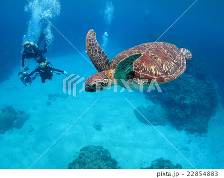 アオウミガメ ウミガメ カメ カメと泳ぐ 沖縄の海 沖縄で亀 スキューバダイビング 慶良間諸島の写真素材