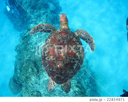 アオウミガメ　ウミガメ　カメ　カメと泳ぐ　沖縄の海　沖縄で亀　スキューバダイビング　慶良間諸島 22854971