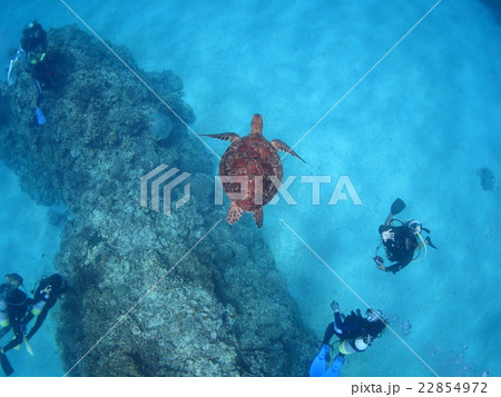 アオウミガメ　ウミガメ　カメ　カメと泳ぐ　沖縄の海　沖縄で亀　スキューバダイビング　慶良間諸島 22854972