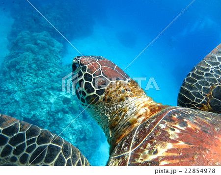 アオウミガメ ウミガメ カメ カメと泳ぐ 沖縄の海 沖縄で亀 スキューバダイビング 慶良間諸島 アオウミガメ ウミガメ カメ カメと泳ぐ 沖縄の海 沖縄で亀 スキューバダイビング 慶良間諸島 22854978