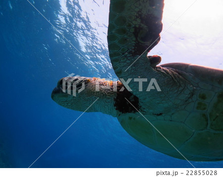 アオウミガメ　ウミガメ　カメ　カメと泳ぐ　沖縄の海　沖縄で亀　スキューバダイビング　慶良間諸島 22855028