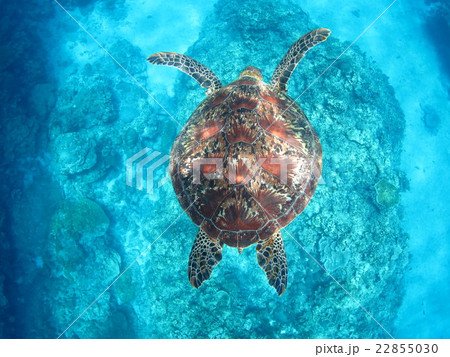 アオウミガメ ウミガメ カメ カメと泳ぐ 沖縄の海 沖縄で亀 スキューバダイビング 慶良間諸島 アオウミガメ ウミガメ カメ カメと泳ぐ 沖縄の海 沖縄で亀 スキューバダイビング 慶良間諸島 22855030