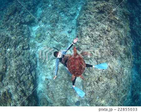 アオウミガメ　ウミガメ　カメ　カメと泳ぐ　沖縄の海　沖縄で亀　スキューバダイビング　慶良間諸島 22855033