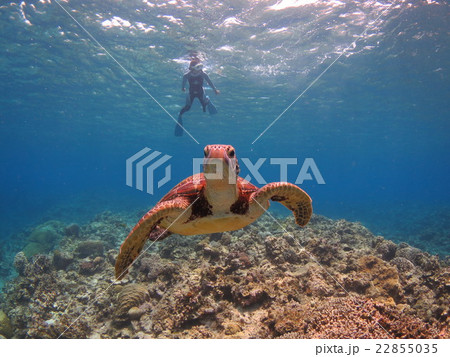 アオウミガメ　ウミガメ　カメ　カメと泳ぐ　沖縄の海　沖縄で亀　スキューバダイビング　慶良間諸島 22855035