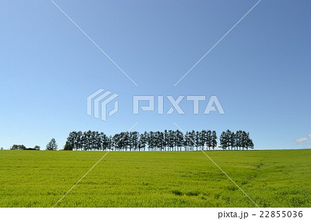 北海道の風景　マイルドセブンの丘 22855036