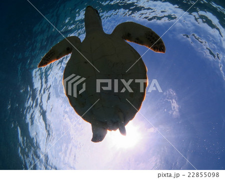 アオウミガメ ウミガメ カメ カメと泳ぐ 沖縄の海 沖縄で亀 スキューバダイビング 慶良間諸島 アオウミガメ ウミガメ カメ カメと泳ぐ 沖縄の海 沖縄で亀 スキューバダイビング 慶良間諸島 22855098