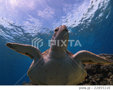 アオウミガメ ウミガメ カメ カメと泳ぐ 沖縄の海 沖縄で亀 スキューバダイビング 慶良間諸島 アオウミガメ ウミガメ カメ カメと泳ぐ 沖縄の海 沖縄で亀 スキューバダイビング 慶良間諸島 22855110