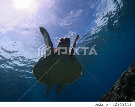 アオウミガメ ウミガメ カメ カメと泳ぐ 沖縄の海 沖縄で亀 スキューバダイビング 慶良間諸島 アオウミガメ ウミガメ カメ カメと泳ぐ 沖縄の海 沖縄で亀 スキューバダイビング 慶良間諸島 22855113