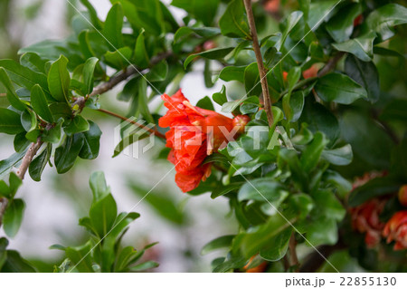 柘榴（ざくろ）の花言葉は「円熟した優雅さ」 22855130