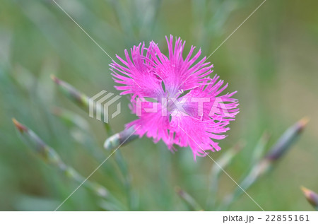 カワラナデシコ 22855161