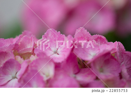 ピンクの紫陽花 アルカリ性の土壌で育つ紫陽花は赤みの花になるので、苦土石灰を与えこの通りのピンク色に ピンクの紫陽花 アルカリ性の土壌で育つ紫陽花は赤みの花になるので、苦土石灰を与えこの通りのピンク色に 22855753