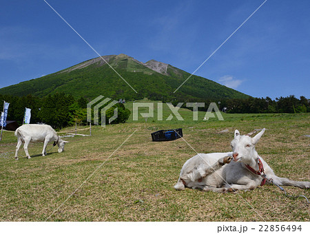 大山の麓 22856494