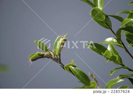 チャドクガの幼虫 22857628