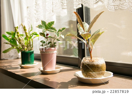 窓際の観葉植物 窓際の観葉植物 22857819