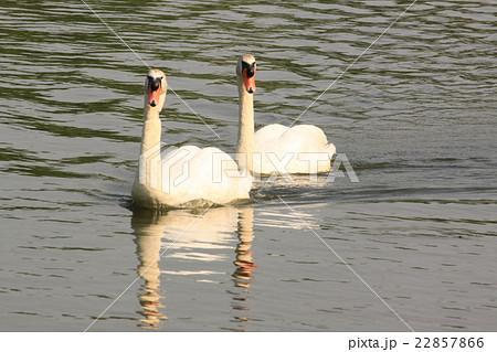 仲良しコブハクチョウ 22857866