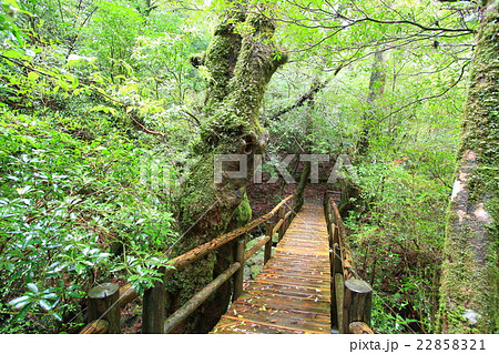 屋久島　ヤクスギランド 22858321