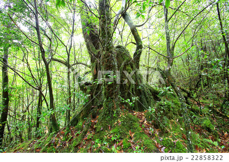 屋久島 ヤクスギランド 屋久島 ヤクスギランド 22858322