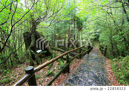 屋久島　ヤクスギランド 22858323