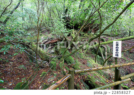 屋久島　ヤクスギランド 22858327