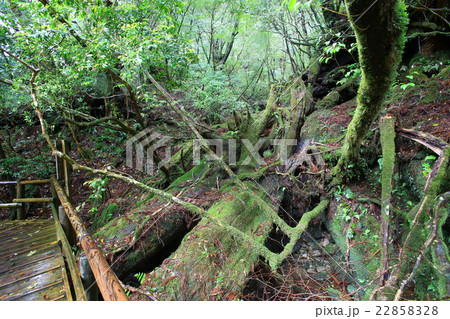 屋久島　ヤクスギランド 22858328