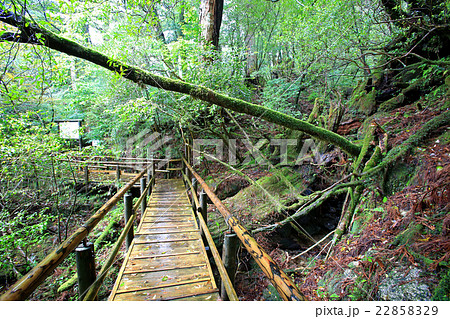 屋久島　ヤクスギランド 22858329
