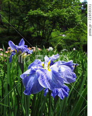 五十公野公園あやめ園 22858331