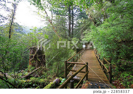 屋久島　ヤクスギランド 22858337
