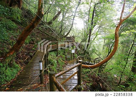 屋久島 ヤクスギランド 屋久島 ヤクスギランド 22858338