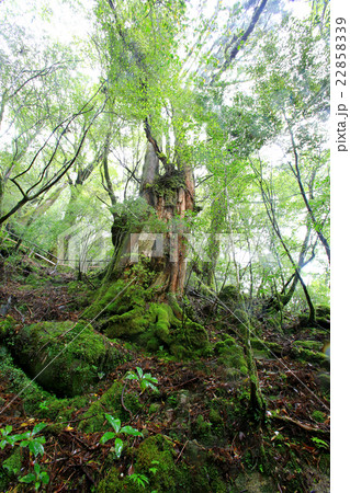 屋久島　ヤクスギランド 22858339