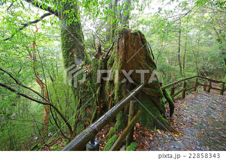 屋久島　ヤクスギランド 22858343