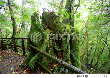 屋久島　ヤクスギランド 22858344