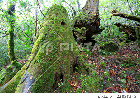 屋久島 ヤクスギランド 屋久島 ヤクスギランド 22858345