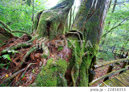 屋久島 ヤクスギランド 屋久島 ヤクスギランド 22858353