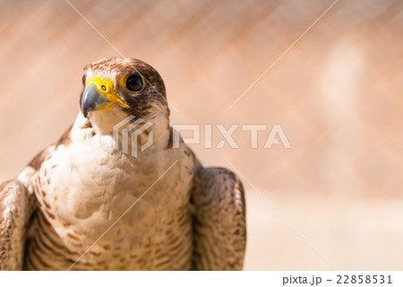 Saker falcon. Falco cherrug 22858531