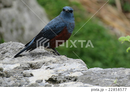 沖縄　悪魔？のイソヒヨドリ　 22858577