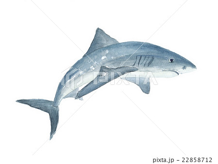 鮫 サメのイラスト素材 22858712 Pixta