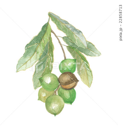 マカデミア マカデミア 22858713