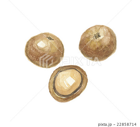 マカデミアナッツ 22858714