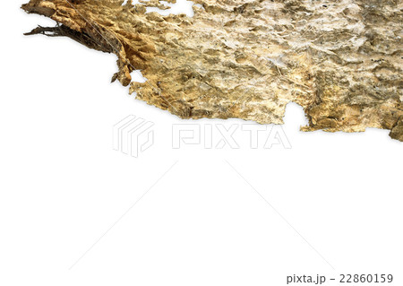 bark background texture bark background texture 22860159
