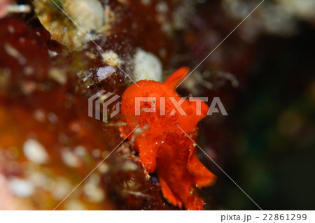 カエルアンコウ カエルアンコウ 22861299