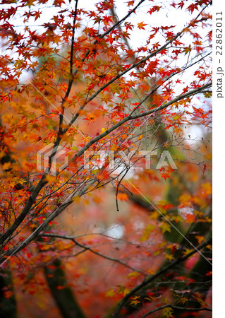 京都の紅葉 22862011