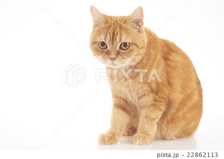 American Short Hair 22862113