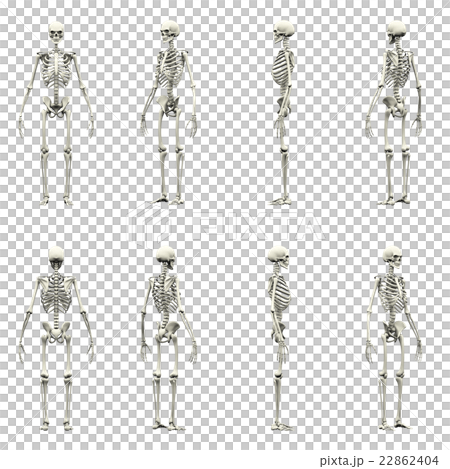 3DCG　人間骨格　直立姿勢セット　45度刻み 22862404