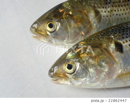 コノシロ 22862447