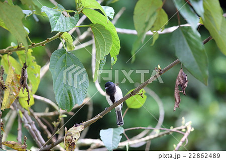 アフリカの野鳥・ムナグロガラ アフリカの野鳥・ムナグロガラ 22862489