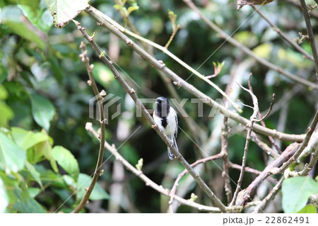 アフリカの野鳥・ムナグロガラ 22862491