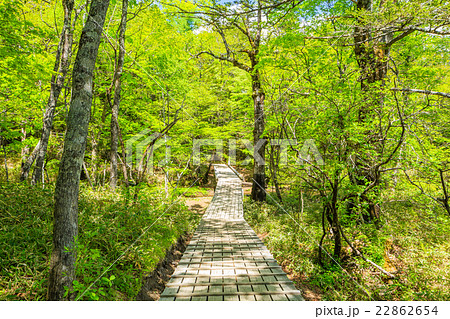 日光 春の戦場ヶ原 小田代橋 の写真素材