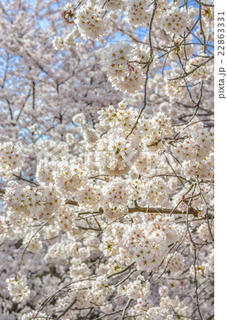 春景色桜模様 春景色桜模様 22863331