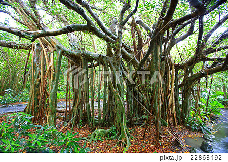 屋久島 ガジュマルの写真素材